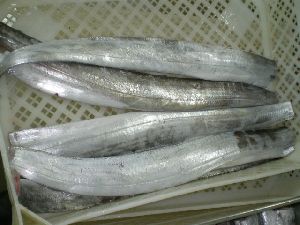 Seafood frozen fresh new ribbon fish price(A grade)