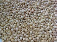 White Sorghum