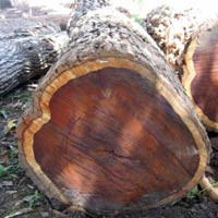 Cocobolo Wood Logs