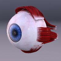 Human Eye Model