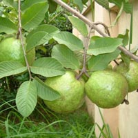 guava plant