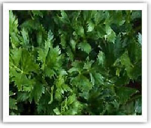 Chervil herbs