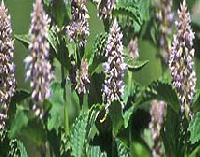 Hyssop herbs