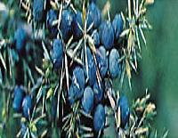 Juniper herbs