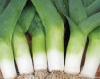 Leek herbs