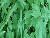 Lovage herbs