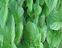 Oregano Leaves