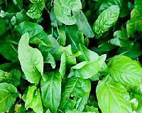 Sorrel herbs