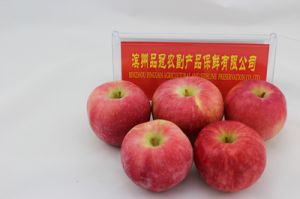 Crop Fresh Apples, Fresh Fruits