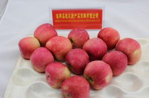 Fresh Red Delicious Apple