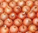 Sell Quality Fresh Red And Yellow Onion For Sale