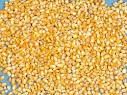 Yellow Corn, White Maize