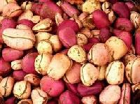 Kola Nuts