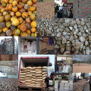 Betelnut,  Feature : Freshness, Gluten Free, Good Quality, High In Protein,