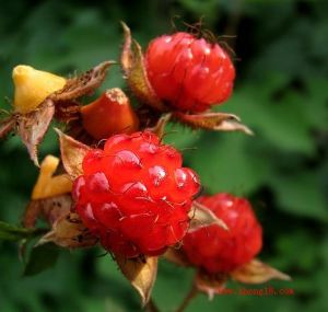 Raspberry P.e,  Raspberry Ketone