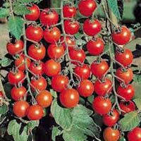 Exotic Tomato Plants