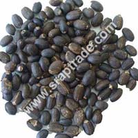 jatropha seeds