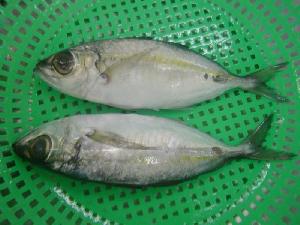 Bigeye Scad Fish