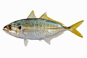 Yellowtail Scad Fish