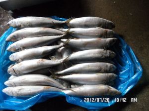 Pacific Mackerel