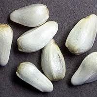 High Quality Saffron Seed