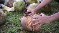 fresh coconuts