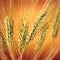 Wheat Product