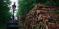 Timber Logs, Timber Sawn, Brand Name : foatimber