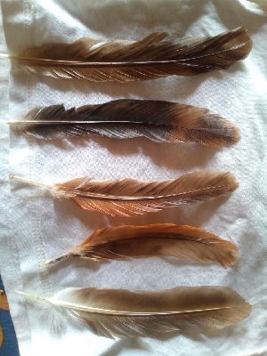 Duck Feather