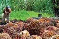 Soybean Oil, Sunflower Oil, Corn Oil