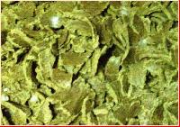 Cotton Seed Oil Cake