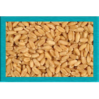 Pakistani Wheat