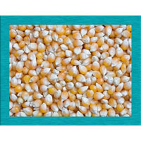 Pakistani Yellow Corn Maize