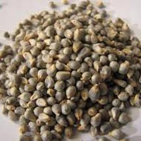 Millet Seeds 