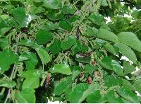 Mulberry Extract