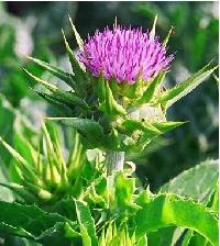 Silybum Marianum Extract