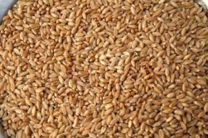 wheat wheat