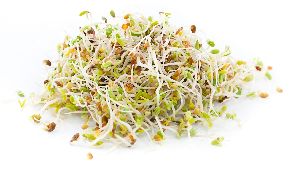 alfalfa extract suppliers delhi manufacturers