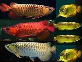 Assorted Arowana Fishes