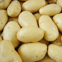 Fresh Holland Potato
