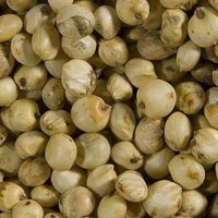 Sorghum Grain