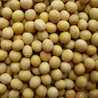 Soybeans, Soybean Oil