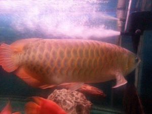 Super Red Arowana Fishes