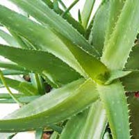 Aloe Vera Leaves Dry