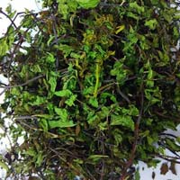 Organic Peppermint  Leaves