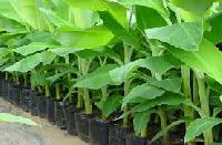 Tissue Culture Banana Plants