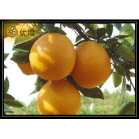Navel Orange