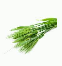 barley grass