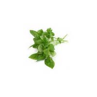 Basil (Tulsi) Extract