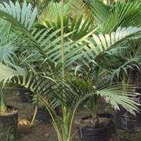 Alexandra Palm Plant